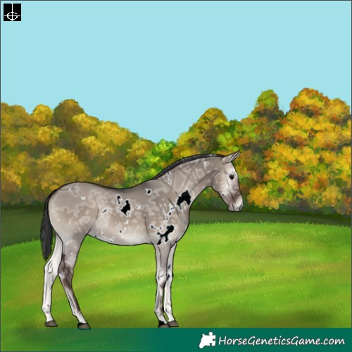 Horse Color:White Spotted Grullo Ice Onyx Rabicano 
