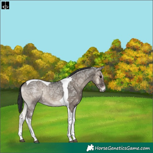 Horse Color:Grullo Ice Onyx Tobiano 