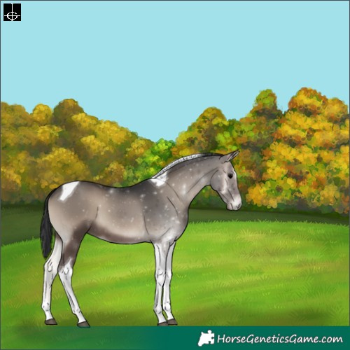 Horse Color:Blue Onyx Tobiano 