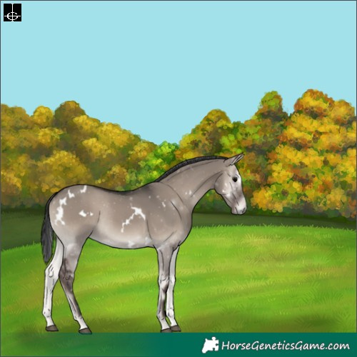 Horse Color:White Spotted Grullo Onyx Rabicano 