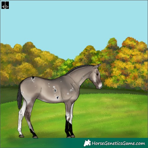 Horse Color:White Spotted Grullo Onyx Tobiano 