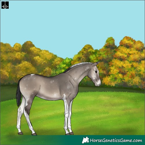 Horse Color:Grullo Onyx Tobiano 