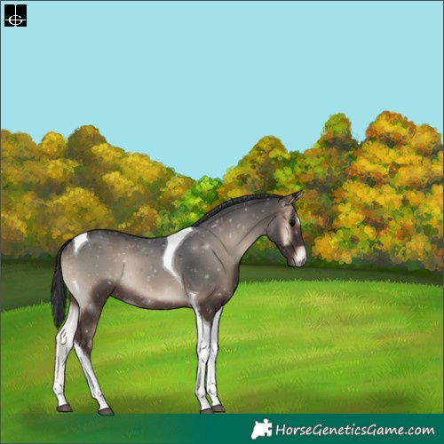 Horse Color:Blue Onyx Tobiano 