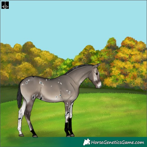 Horse Color:White Spotted Grullo Onyx Tobiano 