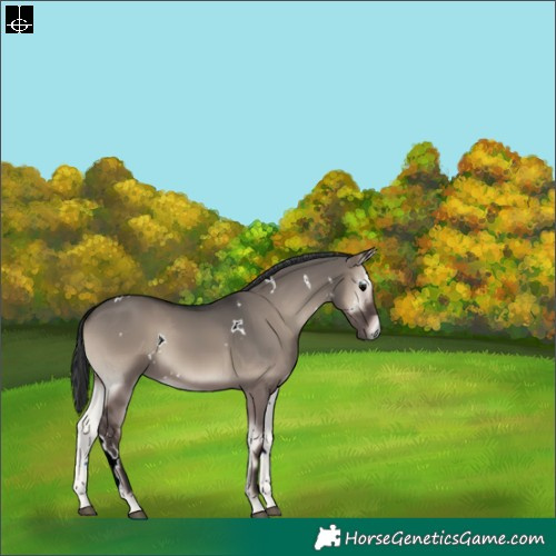 Horse Color:White Spotted Grullo Onyx Rabicano 