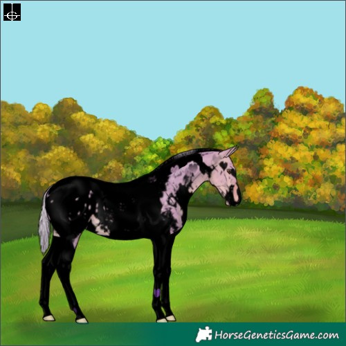 Horse Color:Void Watercolor White Spotted Silver Buckskin Dun Tobiano Appaloosa 