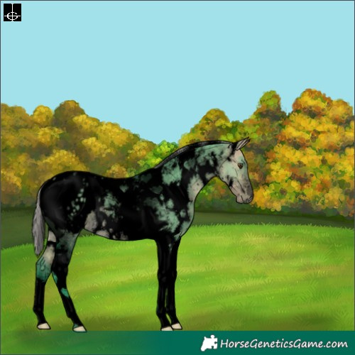 Horse Color:Void Watercolor White Spotted Silver Buckskin Dun Tobiano Blanket Rabicano 