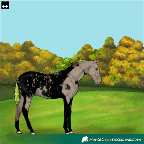 Horse Color:Void Painted Silver Grullo Tobiano Appaloosa Rabicano