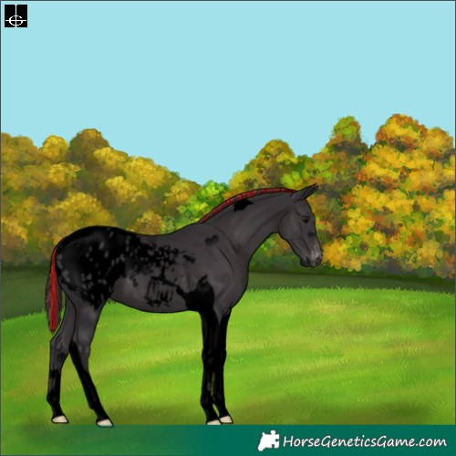 Horse Color:Void Painted Smoky Black Tobiano Appaloosa Rabicano 