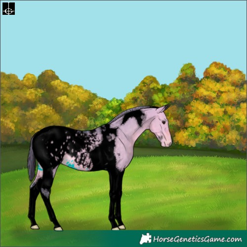 Horse Color:Void Watercolor Buckskin Dun Tobiano Appaloosa 