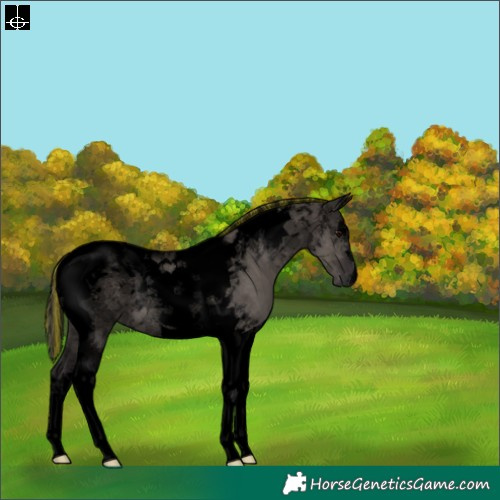 Horse Color:Void Painted Smoky Grullo Tobiano 