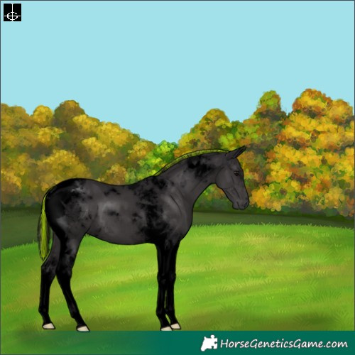 Horse Color:Void Painted Smoky Black Tobiano 