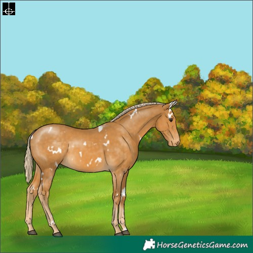 Horse Color:White Spotted Palomino Appaloosa Rabicano 