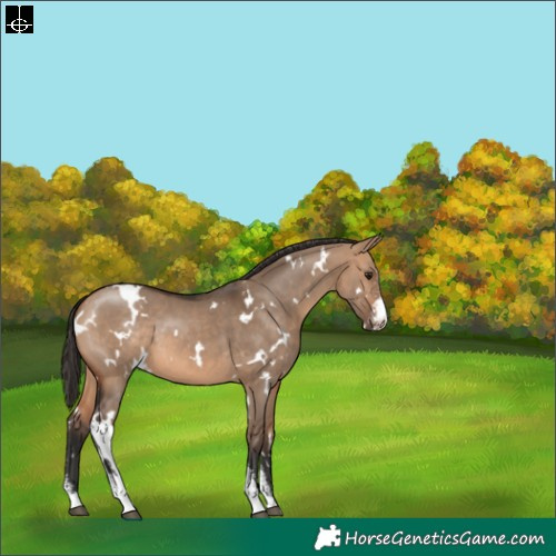 Horse Color:White Spotted Bay Dun Sabino