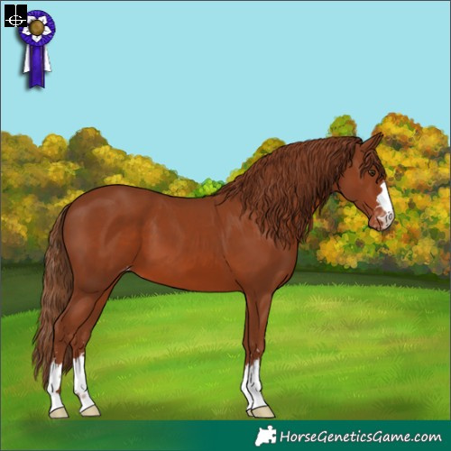 Horse Color:Chestnut Varnish 