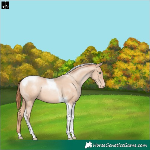 Horse Color:Sable Champagne Pearl Tobiano Appaloosa 