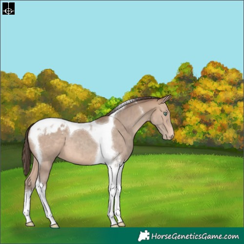 Horse Color:Sable Champagne Tobiano Appaloosa 