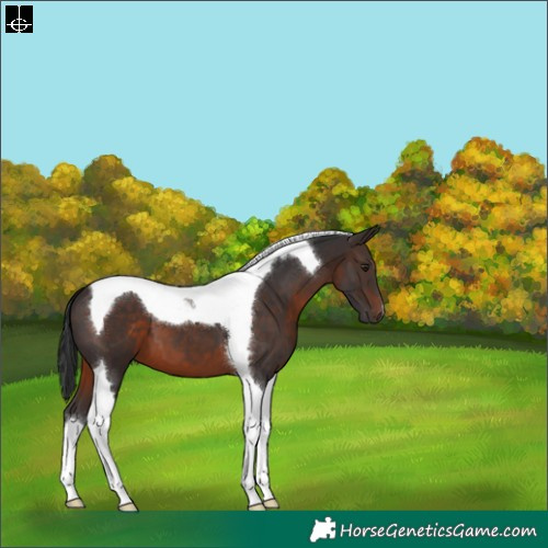 Horse Color:Brown Tobiano 