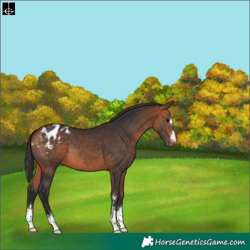 Horse Color:Bay Appaloosa 