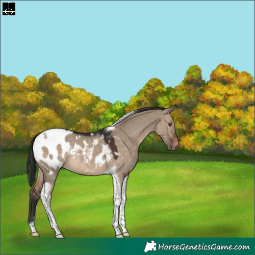 Horse Color:Brown Dun Tobiano Appaloosa 