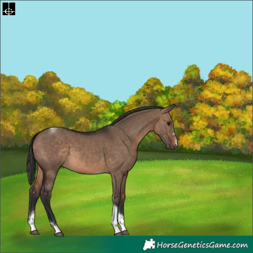 Horse Color:Brown Dun Tobiano 