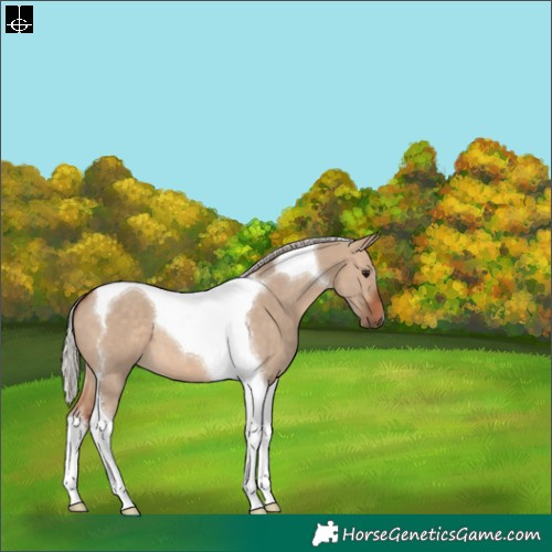 Horse Color:Silver Bay Dun Tobiano 