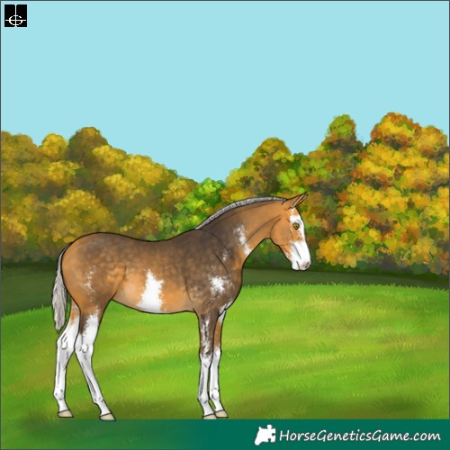 Horse Color:Silver Buckskin Sabino 