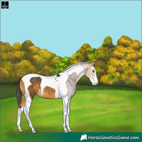 Horse Color:Buckskin Sabino Tobiano 