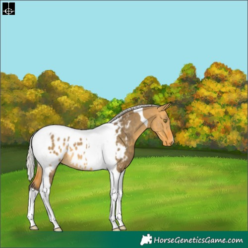 Horse Color:Silver Buckskin Dun Tobiano Appaloosa 