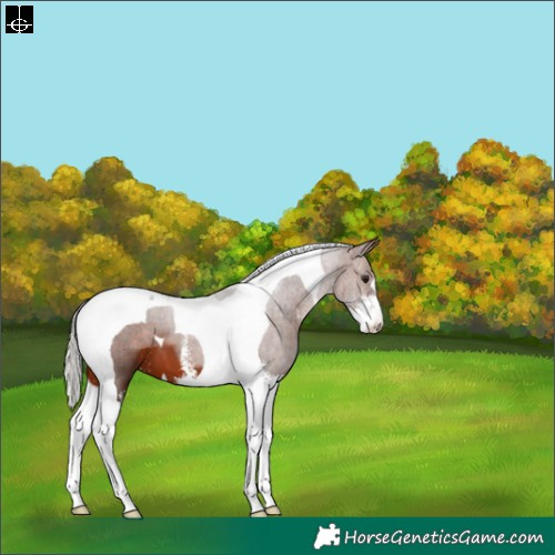 Horse Color:Silver Brown Sabino Tobiano 