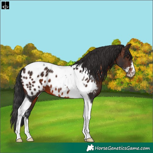 Horse Color:Brown Sabino Tobiano Near Leopard 