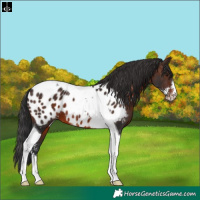 Horse Color:Brown Sabino Tobiano Appaloosa