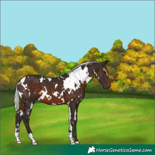 Horse Color:White Spotted Silver Brown 