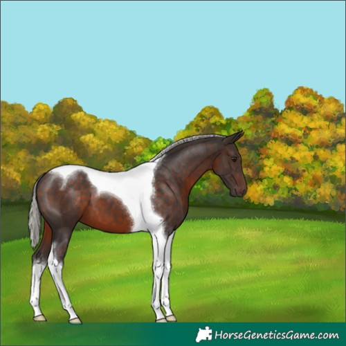 Horse Color:Silver Brown Tobiano 