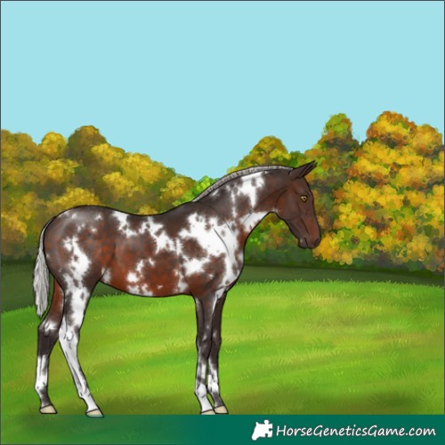 Horse Color:White Spotted Silver Brown 