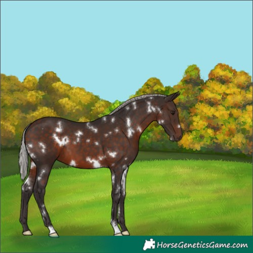 Horse Color:White Spotted Silver Brown