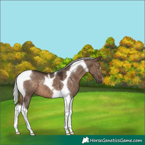 Horse Color:Silver Brown Dun Tobiano 