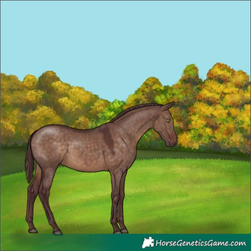 Horse Color:Chocolate Brown Dun 