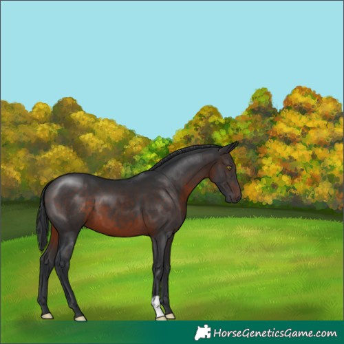 Horse Color:Brown 