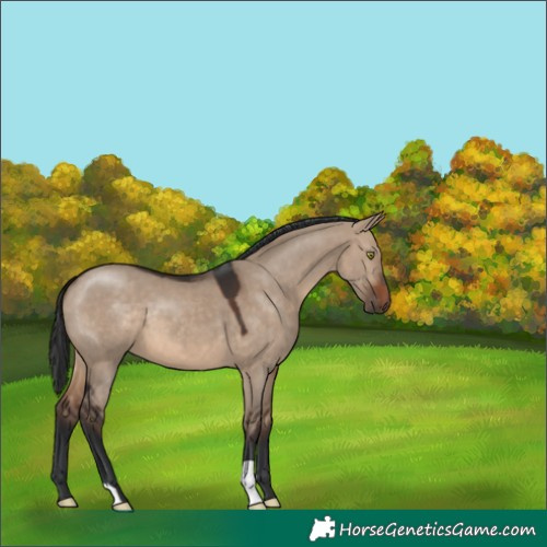 Horse Color:Unknown 