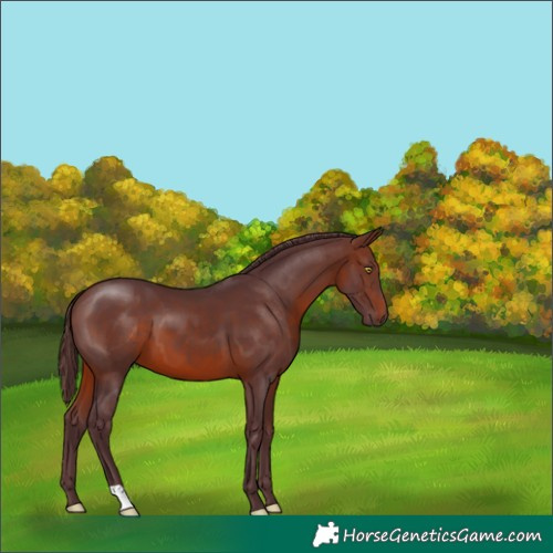 Horse Color:Unknown 