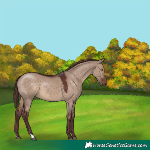 Horse Color:Chocolate Brown Dun 