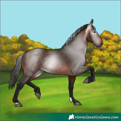 Horse Color:Gray Bay