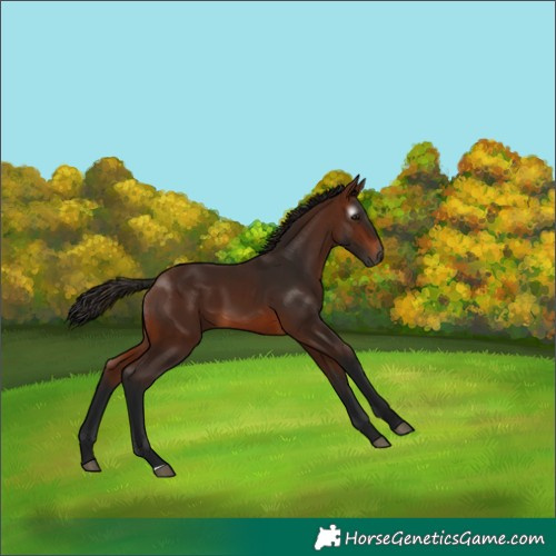 Horse Color:Gray Bay