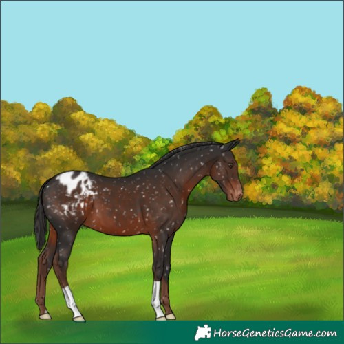 Horse Color:Liver Chestnut Snowflake Varnish 