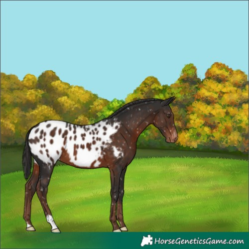 Horse Color:Liver Chestnut Appaloosa 
