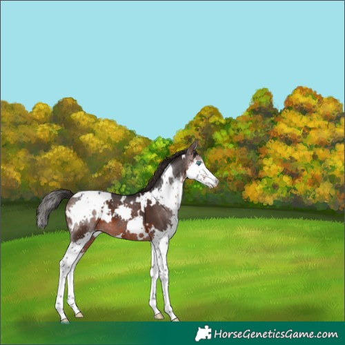 Horse Color:White Spotted Brown Splash Appaloosa 