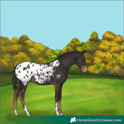 Horse Color:Liver Chestnut Appaloosa 