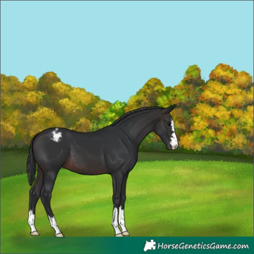 Horse Color:Brown Appaloosa 