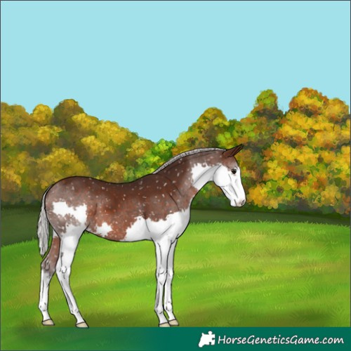 Horse Color:Silver Brown Splash Appaloosa 